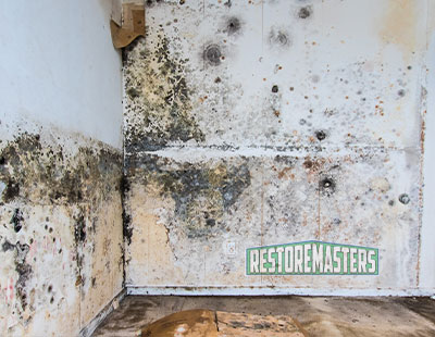 Got Mold?  Cleaning & Maintenance Management