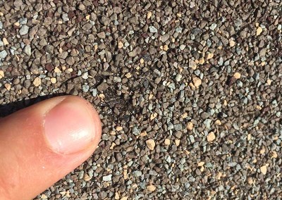 Roof Shingle Hail Damage