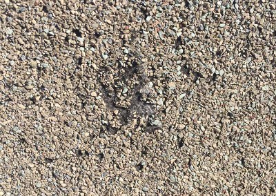 Roof Shingle Hail Damage
