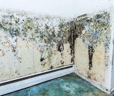 Combatting Mold: Effective Prevention Strategies