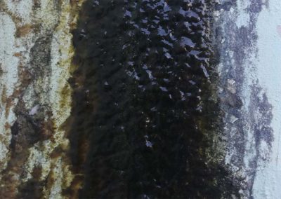 Mold Growing on Wet Wall