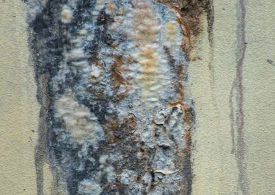Moldy Walls