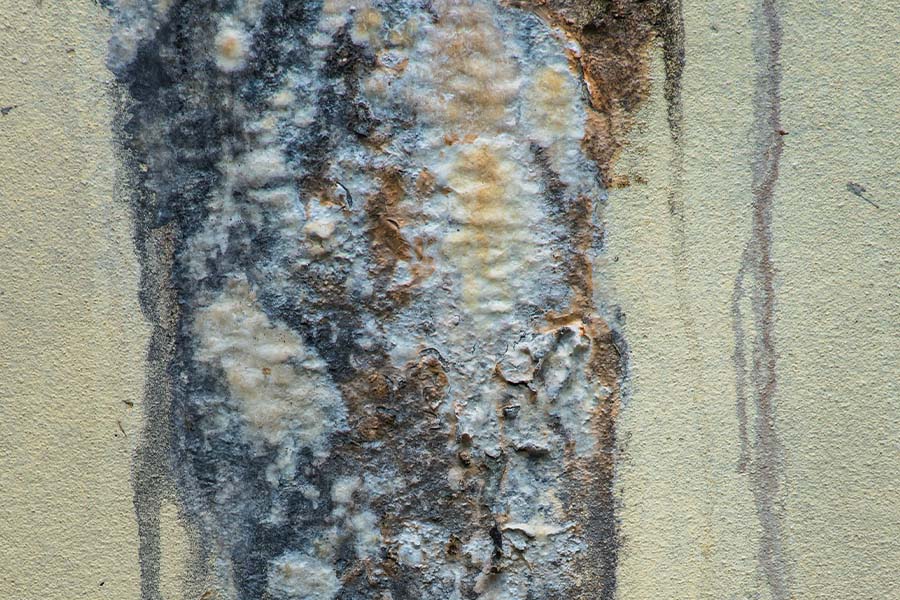 7 Mold Abatement Techniques Used by the Professionals