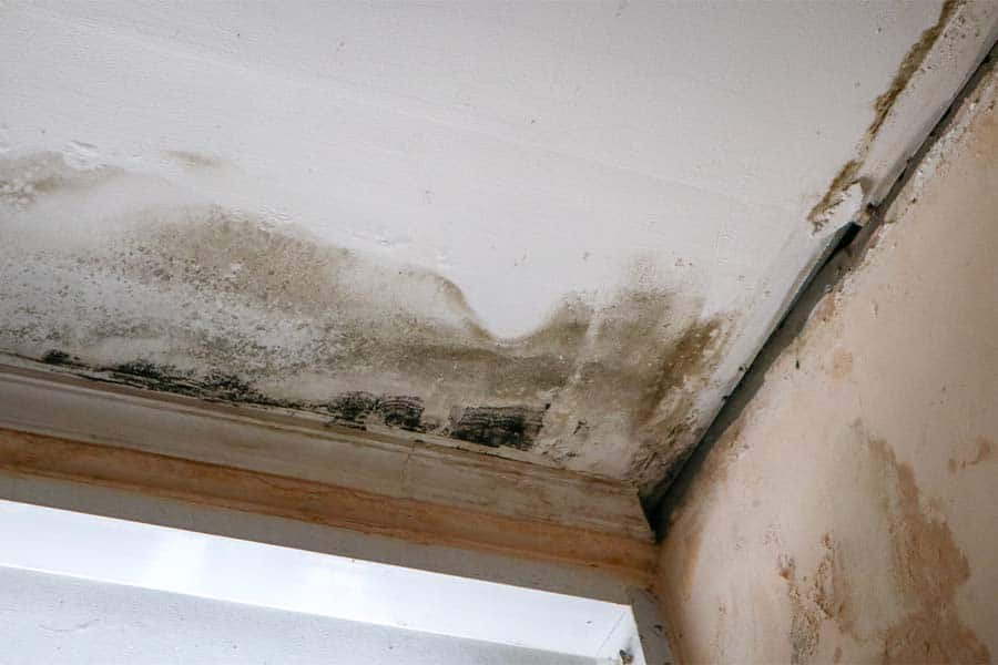 What are the Stages of Mold Damage in a House? - Nationwide Restorations