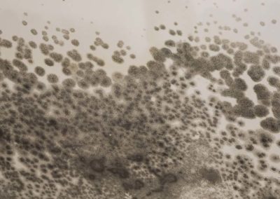 Fury Mold spots