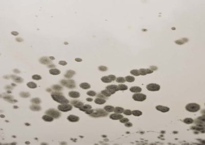 mold spots