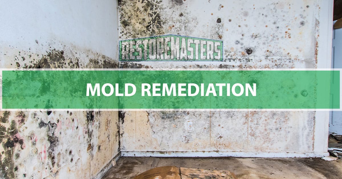 General / Basic Mold Remediation